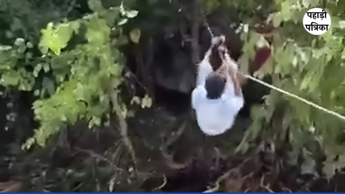 चमोली: बिजली बहाली के लिए जान जोखिम में डालकर नदी पार करते कर्मचारी